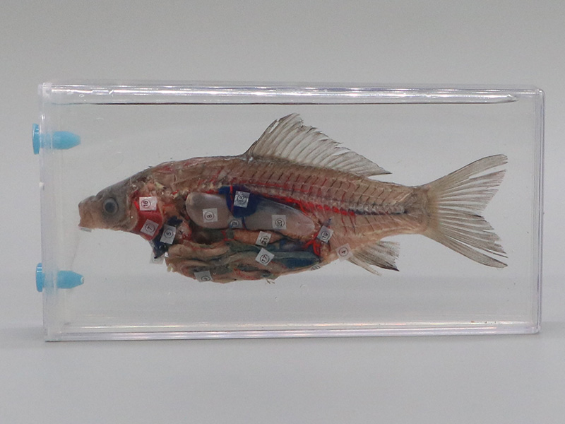 魚解剖浸制標本.jpg 魚解剖浸制標本.jpg