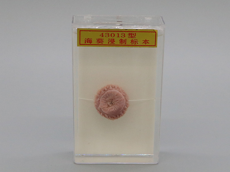 海葵浸制標本1.jpg ??茦吮?.jpg